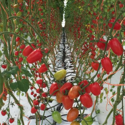 florece-hidroponia-morovis-puerto-rico-hydroponic-tomato-production-facility-nmtc-Tom-400x400