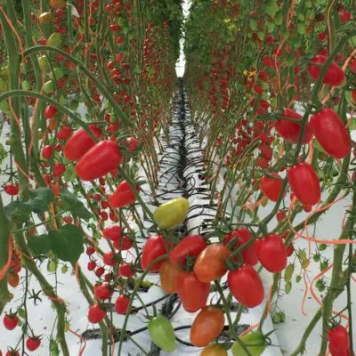 florece hidroponia morovis puerto rico hydroponic tomato production facility nmtc Tom 400x400 1